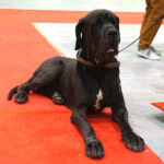 Kielce. XI Międzynarodowa Wystawa Psów Rasowych (13 listopada 2016) / Kamil Król / Radio Kielce