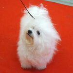 Kielce. XI Międzynarodowa Wystawa Psów Rasowych (13 listopada 2016) / Kamil Król / Radio Kielce