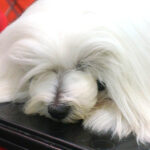 Kielce. XI Międzynarodowa Wystawa Psów Rasowych (13 listopada 2016) / Kamil Król / Radio Kielce