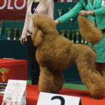 Kielce. XI Międzynarodowa Wystawa Psów Rasowych (13 listopada 2016) / Kamil Król / Radio Kielce