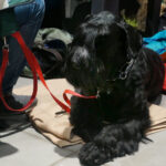 Kielce. XI Międzynarodowa Wystawa Psów Rasowych (13 listopada 2016) / Kamil Król / Radio Kielce