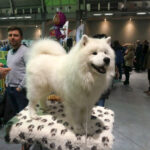 Kielce. XI Międzynarodowa Wystawa Psów Rasowych (13 listopada 2016) / Kamil Król / Radio Kielce