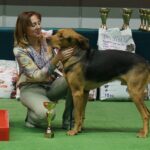 Kielce. XI Międzynarodowa Wystawa Psów Rasowych (13 listopada 2016) / Kamil Król / Radio Kielce