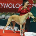 Kielce. XI Międzynarodowa Wystawa Psów Rasowych (13 listopada 2016) / Kamil Król / Radio Kielce