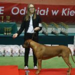 Kielce. XI Międzynarodowa Wystawa Psów Rasowych (13 listopada 2016) / Kamil Król / Radio Kielce