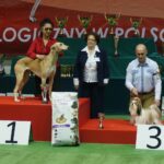 Kielce. XI Międzynarodowa Wystawa Psów Rasowych (13 listopada 2016) / Kamil Król / Radio Kielce