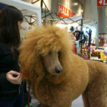 Kielce. XI Międzynarodowa Wystawa Psów Rasowych (13 listopada 2016) / Kamil Król / Radio Kielce