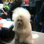 Kielce. XI Międzynarodowa Wystawa Psów Rasowych (13 listopada 2016) / Kamil Król / Radio Kielce