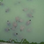 Muzyczne Podróże Przez Świat. Japonia.Kioto-Osaka (12 listopada 2016 r.) / Maciej Tuz / Radio Kielce