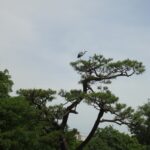 Muzyczne Podróże Przez Świat. Japonia.Kioto-Osaka (12 listopada 2016 r.) / Maciej Tuz / Radio Kielce