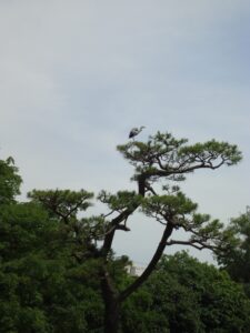 Muzyczne Podróże Przez Świat. Japonia.Kioto-Osaka (12 listopada 2016 r.) / Maciej Tuz / Radio Kielce