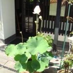 Muzyczne Podróże Przez Świat. Japonia.Kioto-Osaka (12 listopada 2016 r.) / Maciej Tuz / Radio Kielce