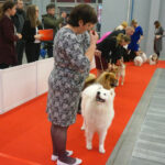 Kielce. XI Międzynarodowa Wystawa Psów Rasowych (13 listopada 2016) / Kamil Król / Radio Kielce
