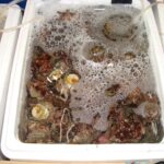 Muzyczne Podróże Przez Świat. Japonia.Kioto-Osaka (12 listopada 2016 r.) / Maciej Tuz / Radio Kielce