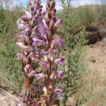Armenia. Cistanche armena – pasożytnicza roślina endemiczna dla Armenii / prof. Renata Piwowarczyk