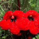 Armenia. Diphelypaea tournefortii – pasożytnicza roślina / prof. Renata Piwowarczyk