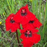 Armenia. Diphelypaea tournefortii – pasożytnicza roślina / prof. Renata Piwowarczyk