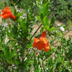 Armenia. Granat – symbol Armenii / prof. Renata Piwowarczyk