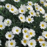 Norwegia / Anna Janicka / Radio Kielce