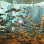 Norwegia. Oslo. Muzeum Przyrodnicze / Anna Janicka / Radio Kielce