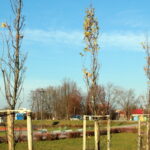 19.11.2016. Drzewka w parku miejskim w Staszowie / fot. Urząd Miejski w Staszowie