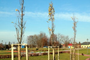 19.11.2016. Drzewka w parku miejskim w Staszowie / fot. Urząd Miejski w Staszowie