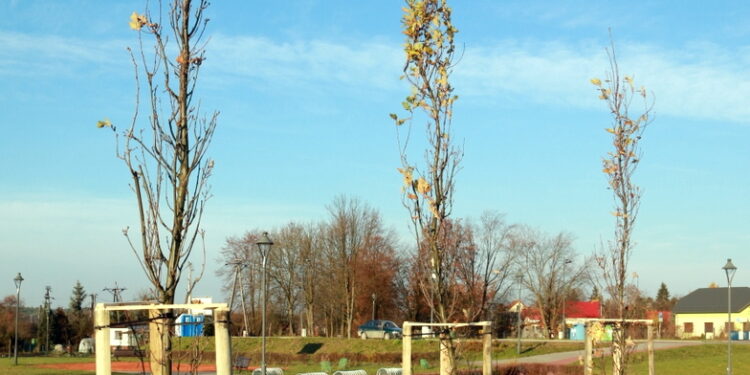 19.11.2016. Drzewka w parku miejskim w Staszowie / fot. Urząd Miejski w Staszowie