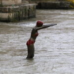 12.11.2016 Skopje. Macedonia. Centrum miasta. Figura plywaczki w rzece Wardar. / Jarosław Kubalski / Radio Kielce