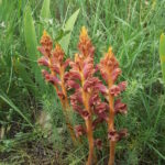 Armenia. Orobanche caryophyllacea / prof. Renata Piwowarczyk