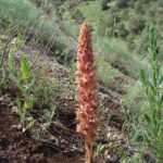 Armenia. Orobanche rosea – endemit kaukaski / prof. Renata Piwowarczyk