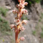 Armenia. Orobanche zajaciorum – nowy gatunek dla nauki / prof. Renata Piwowarczyk