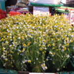 Łotwa. Ryga / prof. Bożena Zawadzka / prof. Ewa Nowak