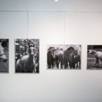 19.11.2016 Kielce. Otwarto także wystawę Ireny Gałuszki - Na styku realności / Wojciech Habdas / Radio Kielce