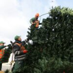 28.11.2016. Na Rynku w Kielcach rozpoczął się montaż choinki / Wojciech Habdas / Radio Kielce