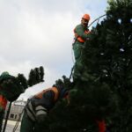 28.11.2016. Na Rynku rozpoczął się montaż choinki / Wojciech Habdas / Radio Kielce