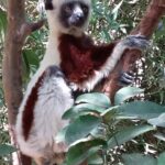 Muzyczne Podróże Przez Świat. Madagaskar (10 grudnia 2016) / Prof. Danuta Rasała / Radio Kielce