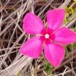 Muzyczne Podróże Przez Świat. Madagaskar (10 grudnia 2016) / Prof. Danuta Rasała / Radio Kielce