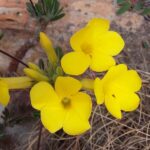 Muzyczne Podróże Przez Świat. Madagaskar (10 grudnia 2016) / Prof. Danuta Rasała / Radio Kielce