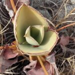 Muzyczne Podróże Przez Świat. Madagaskar (10 grudnia 2016) / Prof. Danuta Rasała / Radio Kielce