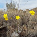 Muzyczne Podróże Przez Świat. Madagaskar (10 grudnia 2016) / Prof. Danuta Rasała / Radio Kielce