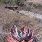 Muzyczne Podróże Przez Świat. Madagaskar (10 grudnia 2016) / Prof. Danuta Rasała / Radio Kielce