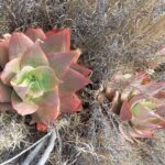 Muzyczne Podróże Przez Świat. Madagaskar (10 grudnia 2016) / Prof. Danuta Rasała / Radio Kielce