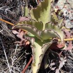 Muzyczne Podróże Przez Świat. Madagaskar (10 grudnia 2016) / Prof. Danuta Rasała / Radio Kielce