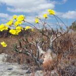 Muzyczne Podróże Przez Świat. Madagaskar (10 grudnia 2016) / Prof. Danuta Rasała / Radio Kielce