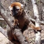 Muzyczne Podróże Przez Świat. Madagaskar (10 grudnia 2016) / Prof. Danuta Rasała / Radio Kielce