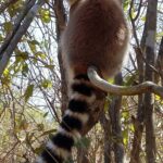 Muzyczne Podróże Przez Świat. Madagaskar (10 grudnia 2016) / Prof. Danuta Rasała / Radio Kielce