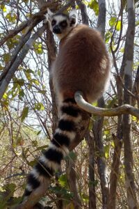 Muzyczne Podróże Przez Świat. Madagaskar (10 grudnia 2016) / Prof. Danuta Rasała / Radio Kielce