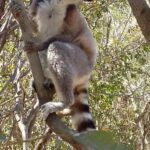 Muzyczne Podróże Przez Świat. Madagaskar (10 grudnia 2016) / Prof. Danuta Rasała / Radio Kielce