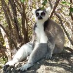 Muzyczne Podróże Przez Świat. Madagaskar (10 grudnia 2016) / Prof. Danuta Rasała / Radio Kielce