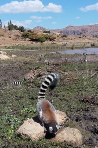 Muzyczne Podróże Przez Świat. Madagaskar (10 grudnia 2016) / Prof. Danuta Rasała / Radio Kielce